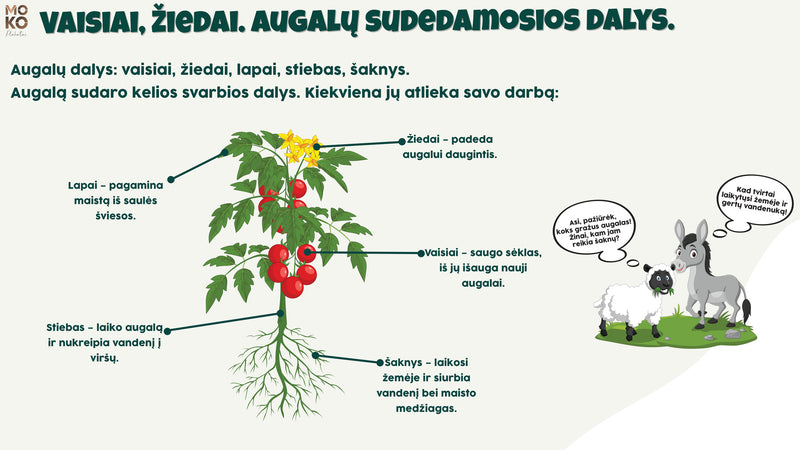 Augalų sudedamosios dalys (1kl)