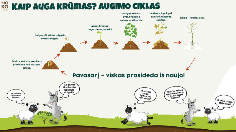 Kaip auga krūmas? (1 kl.)